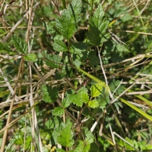 Rubus parvifolius at QPRC LGA - 13 Nov 2023 01:49 PM