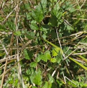 Rubus parvifolius at QPRC LGA - 13 Nov 2023