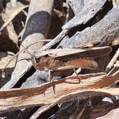 Cryptobothrus chrysophorus (Golden Bandwing) at Captains Flat, NSW - 13 Nov 2023 by Csteele4