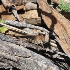 Cryptobothrus chrysophorus at QPRC LGA - 13 Nov 2023 01:32 PM