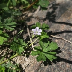 Geranium potentilloides (Soft Crane's-bill) at Captains Flat, NSW - 13 Nov 2023 by Csteele4