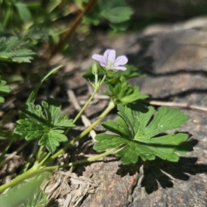 Geranium potentilloides at QPRC LGA - 13 Nov 2023