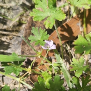 Geranium potentilloides at QPRC LGA - 13 Nov 2023