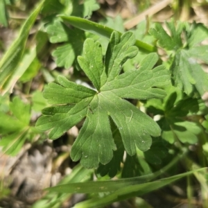 Geranium potentilloides at QPRC LGA - 13 Nov 2023