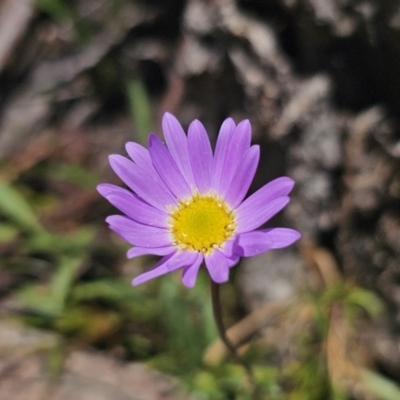 Calotis scabiosifolia var. integrifolia (Rough Burr-daisy) at Captains Flat, NSW - 13 Nov 2023 by Csteele4