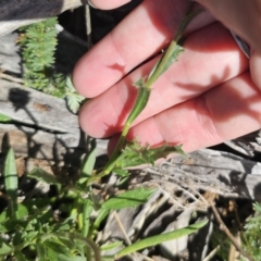 Calotis scabiosifolia var. integrifolia at QPRC LGA - 13 Nov 2023