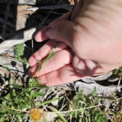 Calotis scabiosifolia var. integrifolia at QPRC LGA - 13 Nov 2023