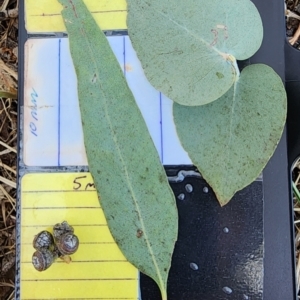 Eucalyptus bridgesiana at Garran, ACT - 13 Nov 2023
