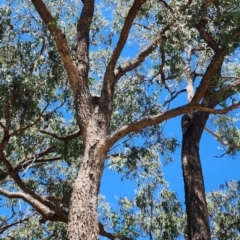 Eucalyptus bridgesiana at Garran, ACT - 13 Nov 2023