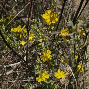 Hibbertia obtusifolia at QPRC LGA - 13 Nov 2023