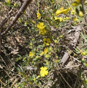 Hibbertia obtusifolia at QPRC LGA - 13 Nov 2023