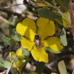 Exoneura sp. (genus) (A reed bee) at QPRC LGA - 13 Nov 2023 by Csteele4