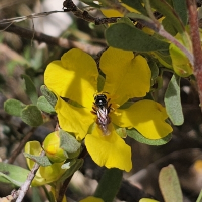 Exoneura sp. (genus) (A reed bee) at QPRC LGA - 13 Nov 2023 by Csteele4