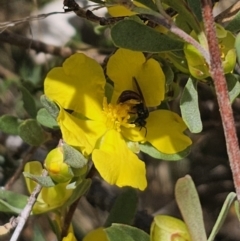 Exoneura sp. (genus) at QPRC LGA - 13 Nov 2023