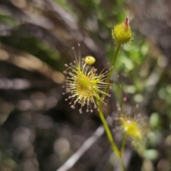 Drosera gunniana (Pale Sundew) at QPRC LGA - 13 Nov 2023 by Csteele4