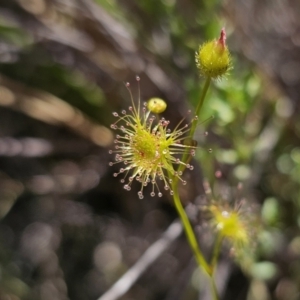 Drosera gunniana at QPRC LGA - 13 Nov 2023