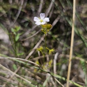 Drosera gunniana at QPRC LGA - 13 Nov 2023