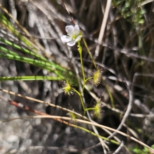 Drosera gunniana at QPRC LGA - 13 Nov 2023