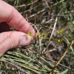 Drosera gunniana at QPRC LGA - 13 Nov 2023