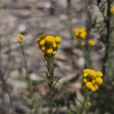 Chrysocephalum semipapposum (Clustered Everlasting) at Captains Flat, NSW - 13 Nov 2023 by Csteele4