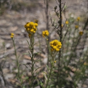 Chrysocephalum semipapposum at QPRC LGA - 13 Nov 2023