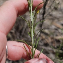 Chrysocephalum semipapposum at QPRC LGA - 13 Nov 2023 01:22 PM