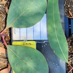 Eucalyptus blakelyi at Garran, ACT - 13 Nov 2023