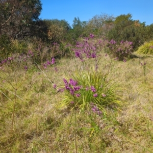 Polygala virgata at Bermagui, NSW - 13 Nov 2023 02:57 PM