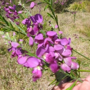 Polygala virgata at Bermagui, NSW - 13 Nov 2023 02:57 PM