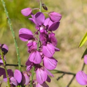 Polygala virgata at Bermagui, NSW - 13 Nov 2023 02:57 PM