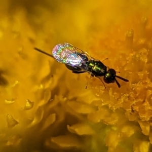 Torymidae (family) at Holder, ACT - 13 Nov 2023