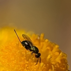 Torymidae (family) at Holder, ACT - 13 Nov 2023