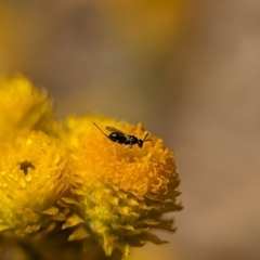 Torymidae (family) at Holder, ACT - 13 Nov 2023