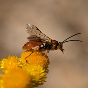 Labium sp. (genus) at Holder, ACT - 13 Nov 2023 02:58 PM