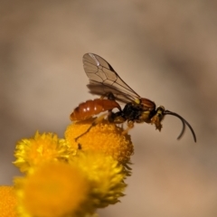 Labium sp. (genus) at Holder, ACT - 13 Nov 2023