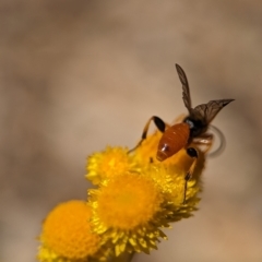 Labium sp. (genus) at Holder, ACT - 13 Nov 2023 02:58 PM