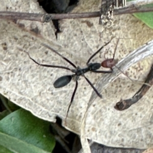 Leptomyrmex erythrocephalus at Kangaroo Valley, NSW - suppressed