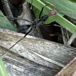 Leptomyrmex erythrocephalus at Kangaroo Valley, NSW - suppressed