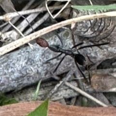 Leptomyrmex erythrocephalus at Kangaroo Valley, NSW - suppressed