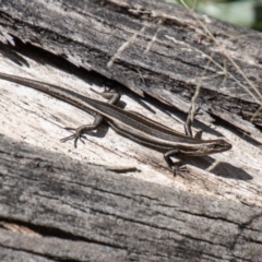 Pseudemoia spenceri (Spencer's Skink) at Rendezvous Creek, ACT - 10 Nov 2023 by SWishart