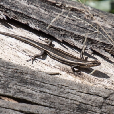 Pseudemoia spenceri (Spencer's Skink) at Rendezvous Creek, ACT - 10 Nov 2023 by SWishart