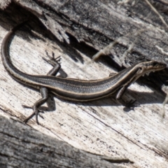 Pseudemoia spenceri at Namadgi National Park - 10 Nov 2023 11:18 AM