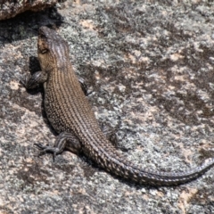 Egernia cunninghami (Cunningham's Skink) at Namadgi National Park - 10 Nov 2023 by SWishart