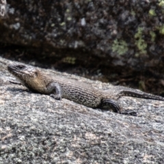 Egernia cunninghami at Namadgi National Park - 10 Nov 2023