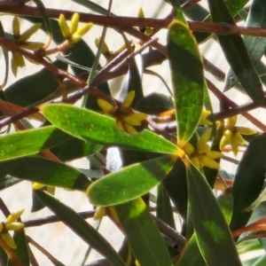 Eucalyptus moorei at Acton, ACT - 13 Nov 2023
