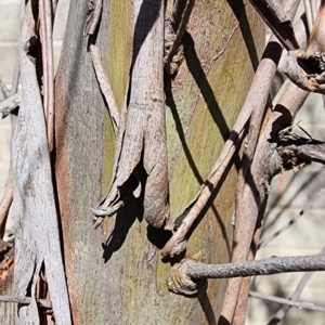 Eucalyptus moorei at Acton, ACT - 13 Nov 2023