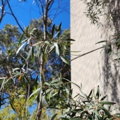 Eucalyptus moorei at Acton, ACT - 13 Nov 2023 03:40 PM