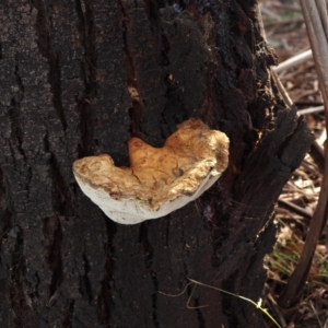 Pseudoinonotus chondromyelus at Lyneham Ridge - 21 Aug 2022