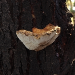 Pseudoinonotus chondromyelus at Lyneham Ridge - 21 Aug 2022