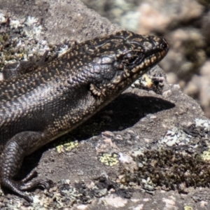 Egernia saxatilis intermedia at Namadgi National Park - 10 Nov 2023